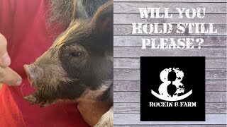 How Does Rockin 8 Evaluate Piglets