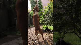 Pitbull Workout Spring Pole Pitbull Working Dog