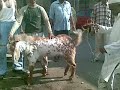 Goat Slaughtering in Hamza Tower