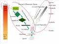 Bowen's Reaction Series Igneous 3 1