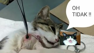 JANGAN JIJIK YA #5 KUCING YG DI SERANG PARASIT