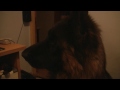Yoko, German Shepherd, misses Boris - a dog that died 9 months ago