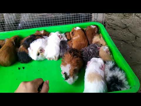 qui tắc mua bán bọ ú ( chuột lang)