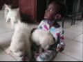 Lily x Dublin Litter - October 2009 - Puppies with Javaughn