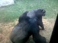 Monkey mating with game