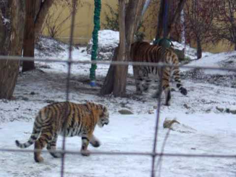 cute tiger cubs wallpapers. Cute Tiger cubs playing in the