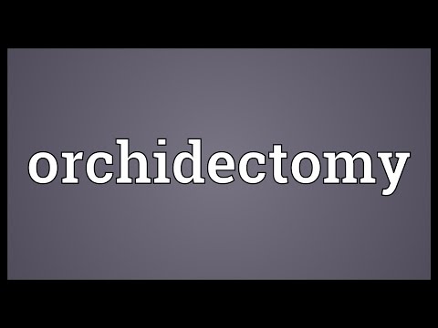 Header of orchidectomy