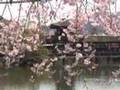 YouTube 動画 ユーチューブ 旅行 桜 花見 京都 桜 平安神宮