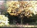 Rosetta Garden fall