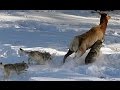 Cazando con Lobos