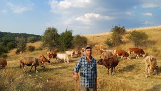 İnek Çobanı - Yerli Melezi İneklerden Simental Buzağı Alıyor - Büyükbaş Hayvancılık