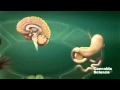 The Endocannabinoid System - How cannabis oil works