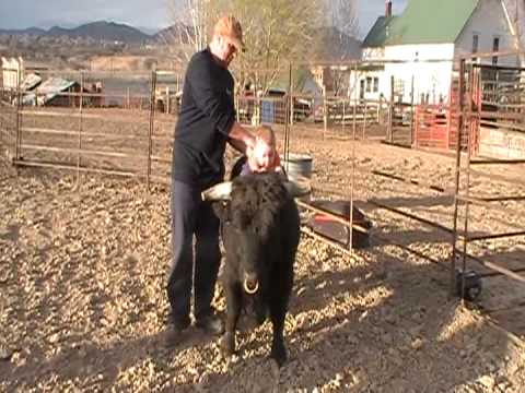 Teeks Toy miniature bucking bull - YouTube