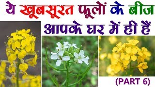 ?? ??????? ????? ?? ??? ???? ?? ??? ?? ??? || Beautiful flower's seeds at your home. PART-6.