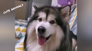 Funny And Cute Puppies Compilation - Cutest Cats Dogs Pandas