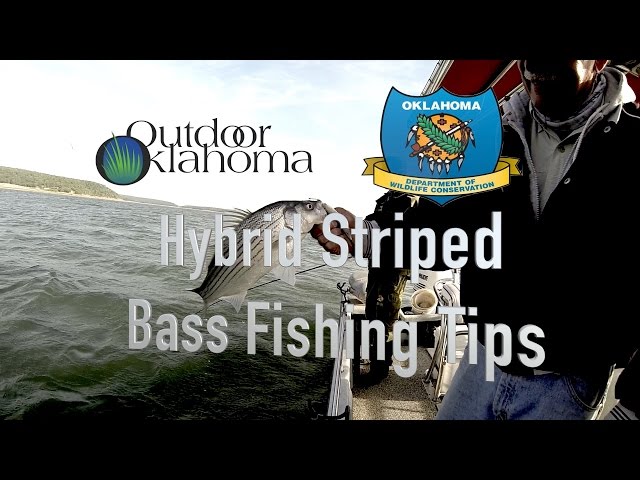 Watch Hybrid Striped Bass Fishing Tips extra (Carolina Rig, Fish Cleaning) on YouTube.