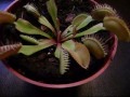 Venus Fly Trap Eating Flies