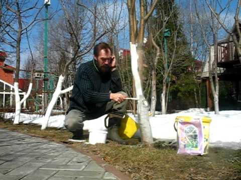 Побелка плодовых деревьев Побелка плодовых деревьев