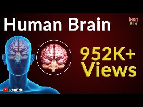 Human Brain Animation | Learn Anatomy Of Human Brain