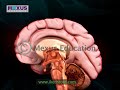Human Brain Animation | Learn Anatomy Of Human Brain