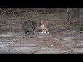 猫の喧嘩 olympus μ-5010 動画