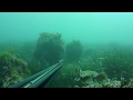 Pescasub : Incontro con una Torpedine - Santa Marinella 09/04/2011