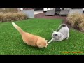 Приколы с животными № 17. Нарезка смешных гифок и видосов. FUNNY ANIMALS