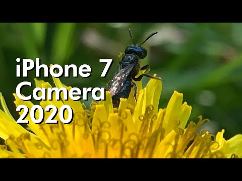 iPhone 7 Camera 2020 Full Review!
