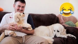 My Funny Dog is Jealous of Me for a Stuffed Toy Puppy of a Golden Retriever