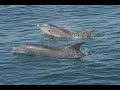 Llyn Peninsula - dolphins pictures from