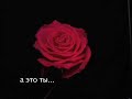Rozik - Roses ecards - Flowers Greeting Cards Rozik - Roses ecards - Flowers Greeting Cards