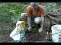 Planting tomatoes in the garden.wmv