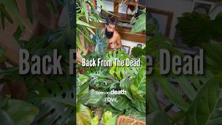 This Plant Faked Its Own Death