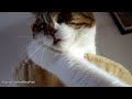 Tiny sister conquers Big Brother : Kitten Panda vs. Cat Rocky