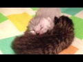 最強にかわいい赤ちゃん猫の寝顔 newborn kitten so cute!