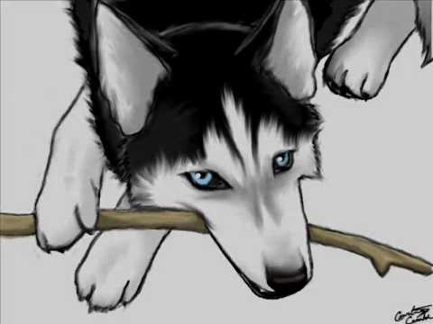 Husky Drawing Contest Entry (Expert Level) - YouTube