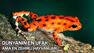 Dünyada Bulunan En Ufak Ama En Zehirli Hayvanlar