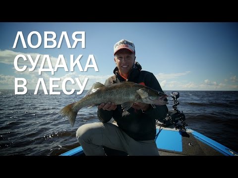 ловля судака на практик ловля судака на практик