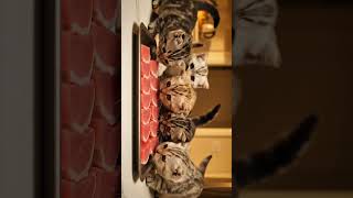 Baby Cats Devour Tuna Belly Dont Blink, Its Too Cute