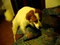 beato il mio cane che si scopa i cuscini dei divani di casa :)