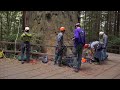 Measuring the Brotherhood Tree - Aerial Views