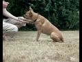 Hundetricks