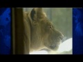 Zoo Lions Predict Super Bowl Outcome