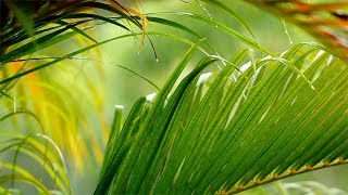 Relaxing Piano Music - Deep Sleep, Soft Rain, Sleep Music, Beautiful Music, Healing Music