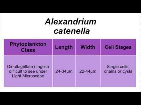 Header of Alexandrium catenella