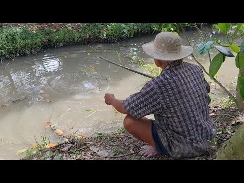 Về Thăm Giàn Mướp Và Ao Cá Của Nội Làm Món Cá Hấp Bông Mướp Vừa Thơm Vừa Bùi.Góc Làng Quê #272