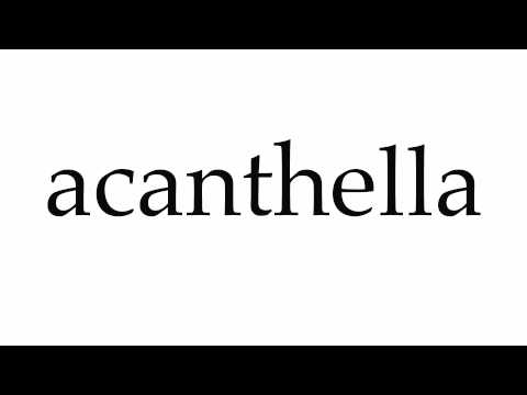 Header of Acanthella