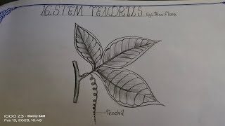Drawing Stem Tendrils Thelefthandedartist