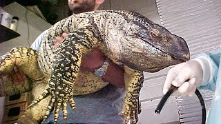 Follow Rat To Giant Lizards Stomach--Incredible View