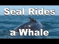 Seal Rides a Whale - Amazing Video of Animals Interacting in Nature